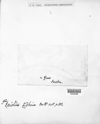 Epichloe typhina image